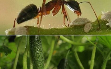 Come sbarazzarsi delle formiche nei cetrioli: modi efficaci per aiutare i giardinieri