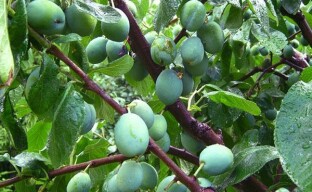 Rituel de taille des prunes d'été