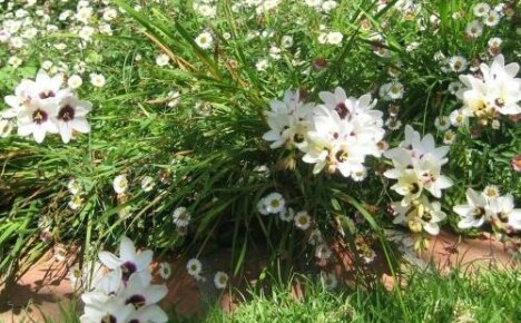 Ixia paniculata - засаждане и грижа за топлолюбива красота