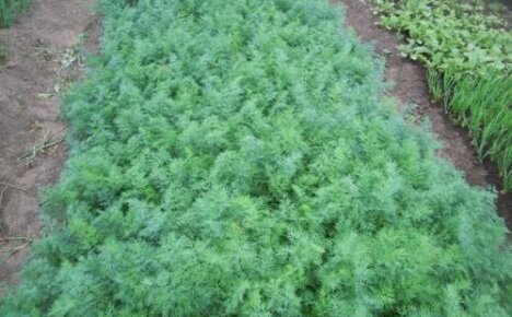 Which variety of dill gives a lot of greenery