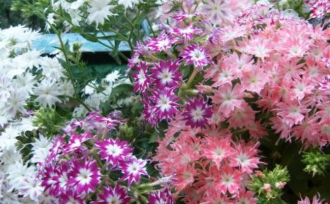 Den mest spektakulära årliga för din trädgård - Drummond phlox, plantering och vård, foto