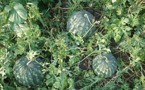Enkel dyrkning af vandmeloner i det åbne felt i landet