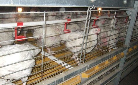Instruccions per fabricar gàbies per a pollastres a casa