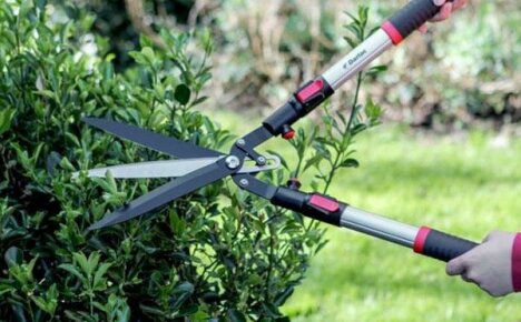 Jak si vybrat zahradní nůžky: vlastnosti nástrojů a jejich použití