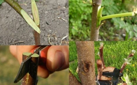 Grafting fruit trees - the best ways