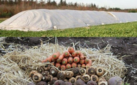 How to organize the storage of vegetables in piles and trenches to save the harvest until spring