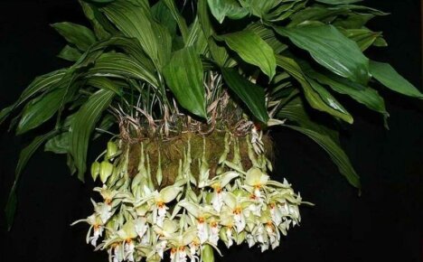 Hur man tar hand om stangopea orkidén hemma för att se dess stora blommor