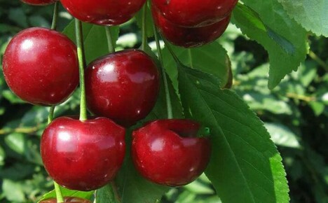 Hemligheter att odla och ta hand om efterrättkörsbär Morozovka