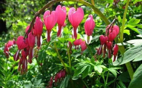 An excellent find for flower growers - types of dicentra
