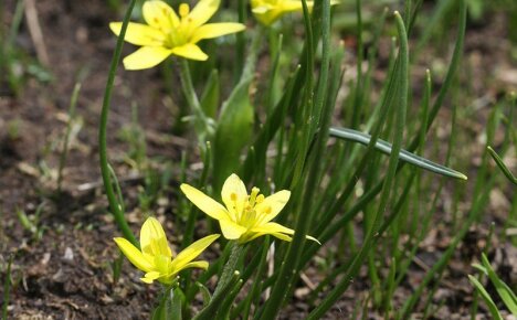 No início da primavera, um laço de ganso (floco de neve amarelo) nos agrada com flores brilhantes