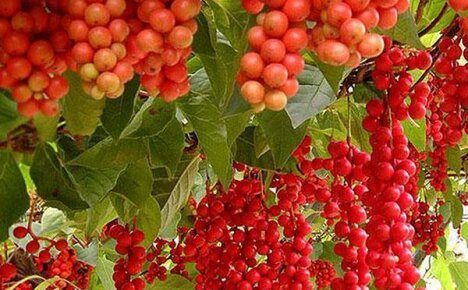 Chinese schisandra in the country, features of planting and care