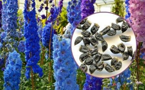 We reveal the secrets of how to grow a delphinium from seeds
