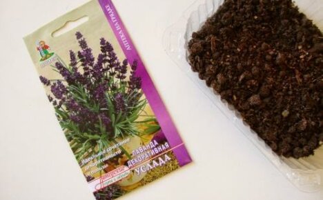 Hur man odlar lavendel från frön: grobarhetens hemligheter och såddens finesser