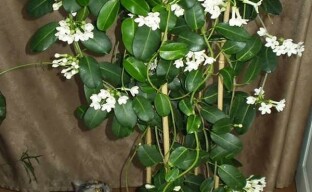 Geluksbloem stephanotis of Madagascar jasmijn in ons huis