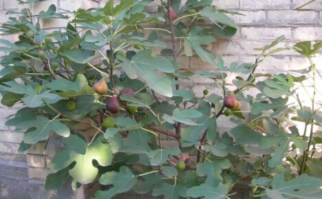 Fig Brunswik in the middle lane - is it possible to grow