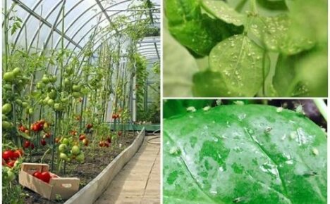 Efektivní způsoby, jak se zbavit mšic ve skleníku