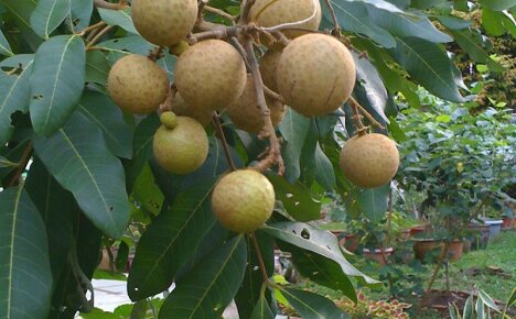 Thuis een exotische longan-vrucht kweken uit een bot
