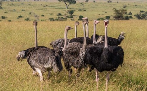 Qual deve ser a manutenção de avestruzes em um pátio privado