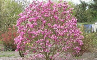 Pangangalaga sa Magnolia Garden