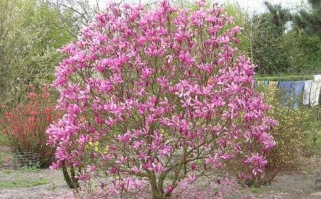 Péče o zahradu Magnolia