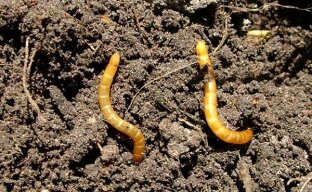 Wie man Drahtwürmer in Gartengrundstücken tötet