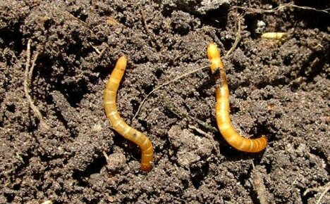 Bahçe arazilerinde wireworm nasıl öldürülür
