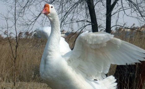 Early ripening and super-tolerant geese Linda - breed description, photo