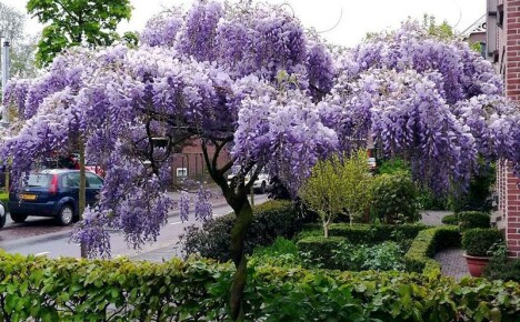 Care and cultivation of wisteria in the Moscow region has its own characteristics