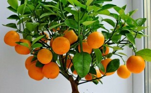 Pflege von Mandarinen in Innenräumen