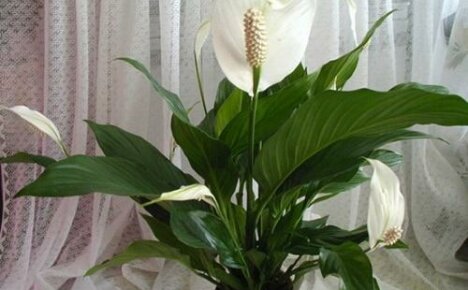 How to care for a flower female happiness: creating ideal conditions for the flowering of spathiphyllum