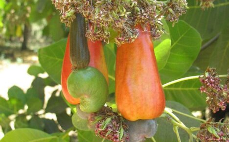 Jak pěstovat kešu doma - hlavní jemnosti péče o tropickou rostlinu