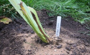 Praktiska tips för odling av iris
