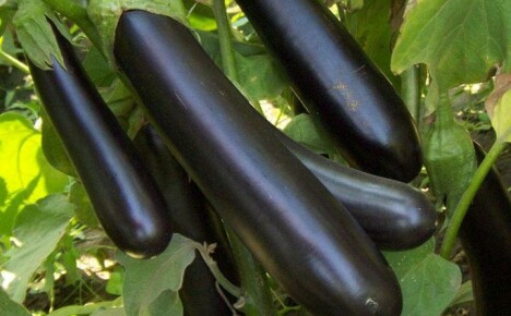 Geheimen van het kweken van een vroeg rijpende hybride van Valentijns aubergine