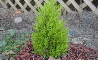 Vård av cypress i trädgården - vi odlar en nycklig sydlänning på vår webbplats