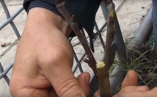 Dva způsoby roubování třešní na třešně