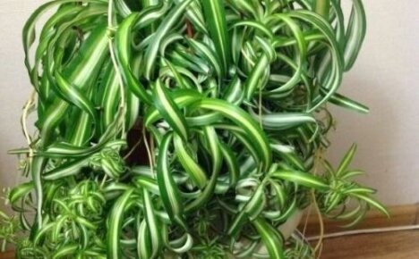 Curly chlorophytum - květina pro nejrušnější květinářství