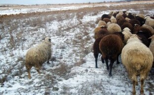 Det är viktigt att veta hur man korrekt förbereder en flock för vintern
