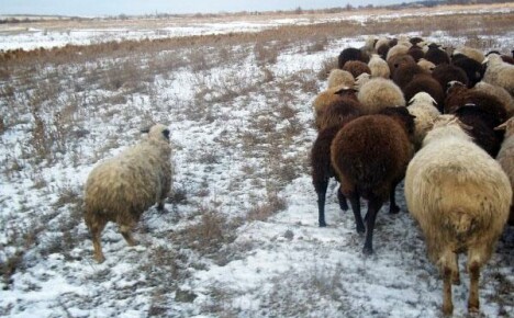 Важно е да знаете как правилно да подготвите стадо за зимата