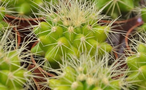 De nuances van het kweken van een ongewone plant van echinocactus Gruzoni