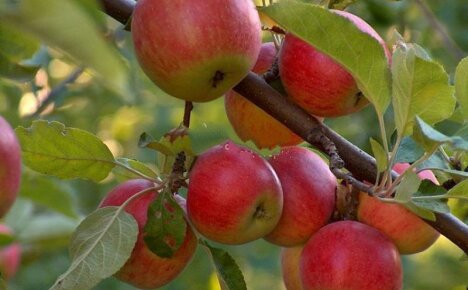 Apple varieties - the best fruits for every taste and color