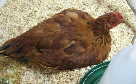 At lære at behandle coccidiose hos kyllinger alene