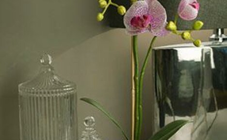 Vielfalt und Merkmale der Auswahl an Töpfen für Orchideen