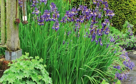 Vi använder sibirisk iris i landskapsdesign