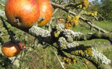 Hoe om te gaan met korstmos op fruitbomen - stap voor stap instructies
