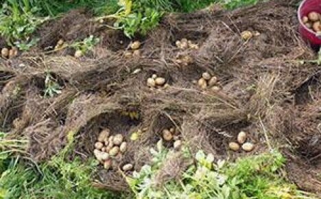 Piantare patate negli Urali