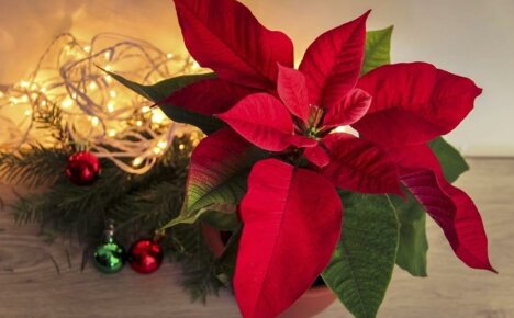What is the name of the New Year's flower with red leaves - a familiar stranger poinsettia