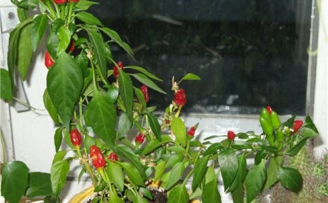Delicious beauty is always at your fingertips - pepper. Fire on the windowsill, care for the spice in a pot