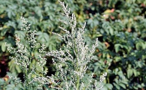 Plevel Quinoa a jak s ním zacházet na zahradě