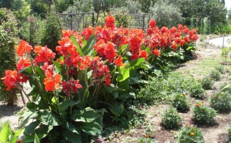 Záhradná dekorácia kvety cannes - starostlivosť, zimné uskladnenie, video