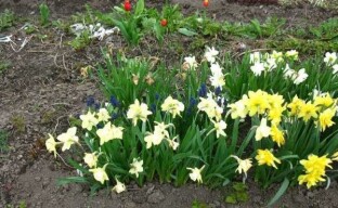 Narcisos de jardim: características de plantio e cultivo de prímulas da primavera